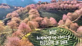 The Winter Cherry Blossoms of Sapa