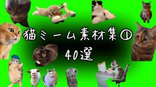 【猫ミーム 素材集① 40選】 (Cat meme green screen)