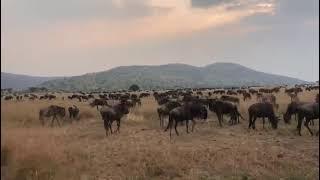 Serengeti wildebeest migration? plan with us your migration safari in Tanzania 