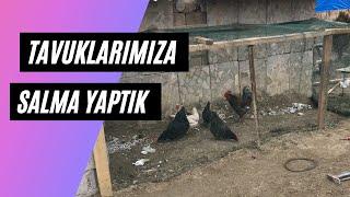 TAVUK KÜMESİNE SALMA KÜMES YAPTIK - DETAYLARINI ANLATTIK !