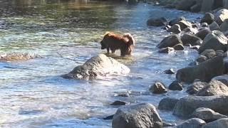 Griz swimming