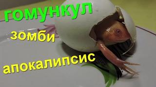 6-Й ГОМУНКУЛ ЗОМБИ АПОКАЛИПСИС