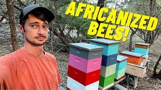 Extracting HONEY from AFRICANIZED BEES - Treatment Free Beekeeping