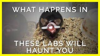 How Experimenters Get Away with Torturing Mice and Rats