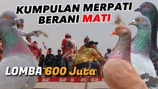 MERPATI BERANI MATI DEMI 600 JUTA