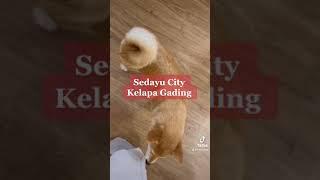 Kastello Indonesia - Cobain ke Pet Cafe Jakarta