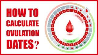 When Do You Ovulate - Ovulation Calculator || When Does Ovulation Occur and Ovulation Cycle