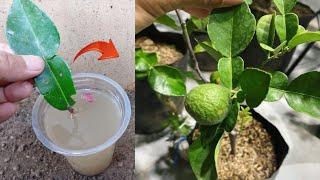 Best Agriculture Skills! Grafting a kaffir lime from kaffir lime leaves in water