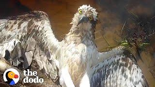 This Hawk Looks Right At His Rescuer As He Frees Him | The Dodo