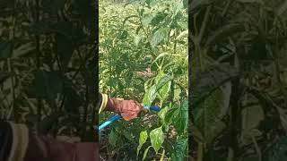 HUJAN BUATAN UNTUK CABE