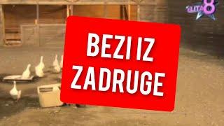 BEZI IZ ZADRUGE, UZAS U ZADRUZI