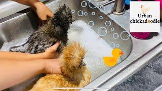 How To Give Silkie Chickens A Bath