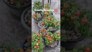 #growingtomatoes #shortsvideo #greengardening green..