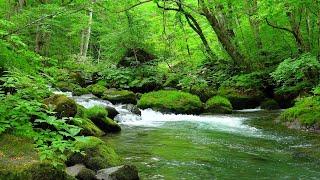 4K UHD Beautiful Forest Stream flowing Sound  |  Relaxing Nature River Sounds | 10 Hours