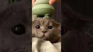 Котик #тренды#кот#trending#cat#cute#top#shorts#мило#мем#memes#смешно#funny