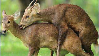 Sacred DEER MATING In Front Of Tourists In Nara, Japan