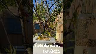 Tarin des Aulnes (Carduelis Spinus) 8-01-2022 #tarin #birds #siskin #birdsgarden #oiseaux #carduelis