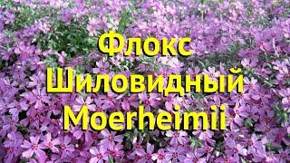 Флокс шиловидный Моерхейми. Краткий обзор, описание характеристик phlox subulata Moerheimii