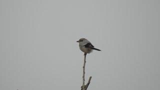 2022.02.08 재때까치(northern shrike, lanius borealis)