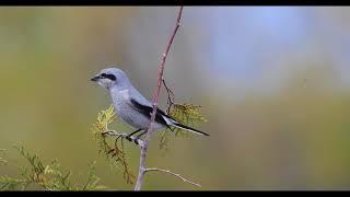 Northern Shrike - Lanius borealis