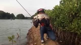 Siakap / Barramundi on Ultralight Fishing by Setiyadi Tedy From Indonesia