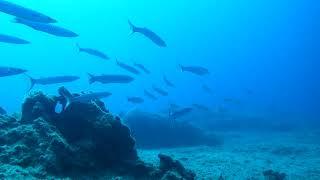 Diving in Crete | Mediterranean Barracudas (Sphyraena sphyraena)