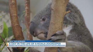 NBC4 spends a day as a koala zookeeper at the Columbus Zoo