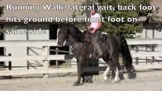 Gaited Horses and Their Gaits