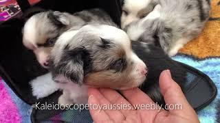 Comparing six week old puppies to four week old Miniature Australian shepherd puppies