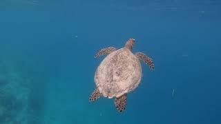 Снорклинг на островах Гили / Snorkling on Gili islands