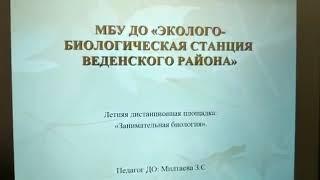 Летняя (дистанционная) онлайн - площадка педагог д/о Милтаева З.С.