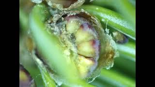 Budworm Feeding in Pollen Cone