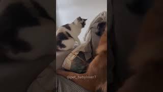 Cat and dog  Funny Pets|2024Funny Dogs And Funny Cats Videos 