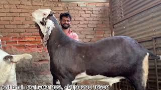 Biggest Gujri Goats Vlog | Self feeding pe 150 kg ke Bakre #gujrigoat #gujri #bakre #biggoats