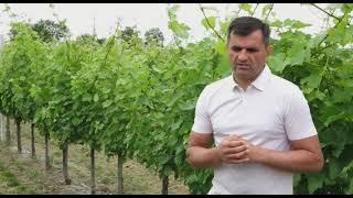 Grašac Vinčić najbolje vino na svetu!