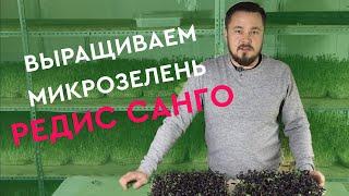 Как вырастить микрозелень редиса без плесени в домашних условиях?