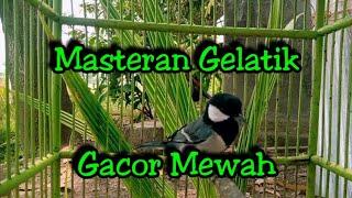 Masteran gelatik batu gacor mewah + istimewah