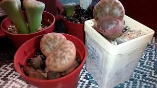 Сею литопсы (Lithops). Семена, посев, внешний вид.