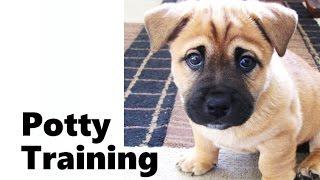 How To Potty Train A Bullmastiff Puppy - Bullmastiff House Training Tips - Bullmastiff Puppies