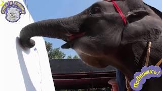 Слон рисует портрет ЖЕСТЬ!!!СМОТРЕТЬ ВСЕМ!!!