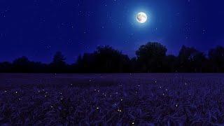 Night Ambience on a Barley Field, Crickets and Wind Sounds - Summer Full Moon