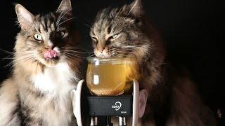 ASMR With My Cats 