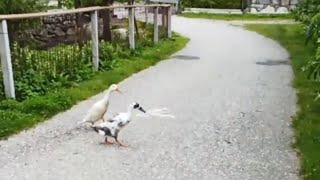 ALPENÜBERQUERUNG mit meinem E-Scooter TAG2 - ich bremse auch für Enten !!