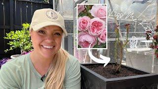 Planting Up My New Kordes Climbing Rose! :: Heirloomroses.com