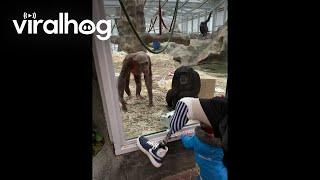 Chimps React to Man's Prosthetic Leg || ViralHog