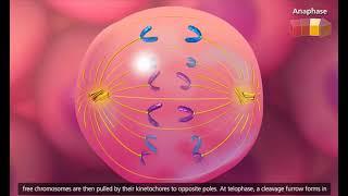 Cell Cycle and Mitosis 3D Animation