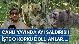 Canlı Yayın Sırasında Muhabire Ayı Saldırısı! İşte O Korku Dolu Anlar... l AGRO TV Haber