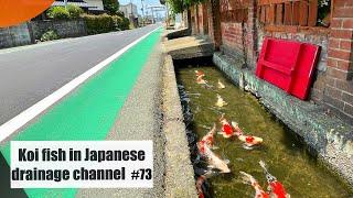 Koi fish swimming in a drainage channel in a residential area.(Hisayama, Fukuoka, Japan)