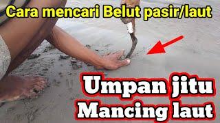 Cara mencari belut laut || belut pasir|| umpan jitu mancing laut.