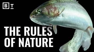 How trees eat salmon: The circle of life, explained | Sean B. Carroll